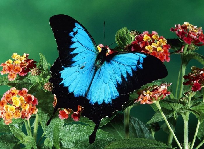 На лесной полянке чудо - на цветочках бантики. Это бабочки расселись, как цветные фантики