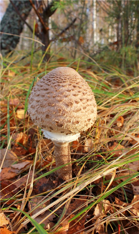 Ромашковый октябрь. Zwergnase Mischa