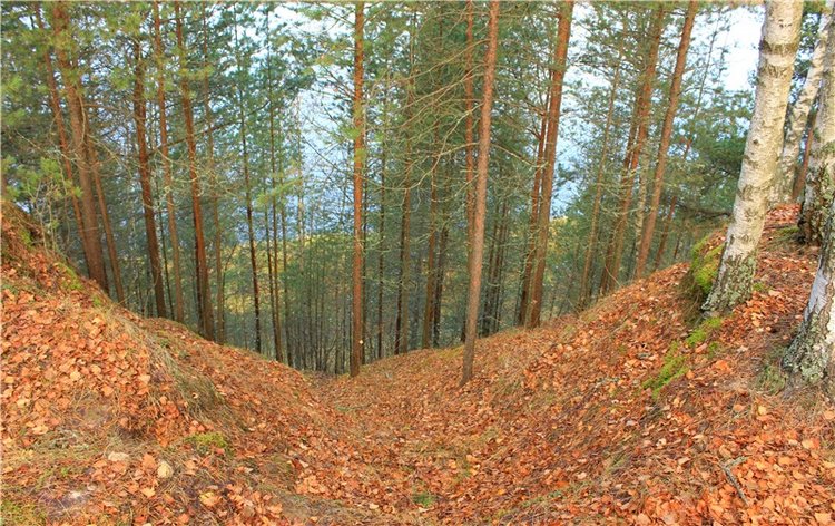 Ромашковый октябрь. Zwergnase Mischa (фото 8)