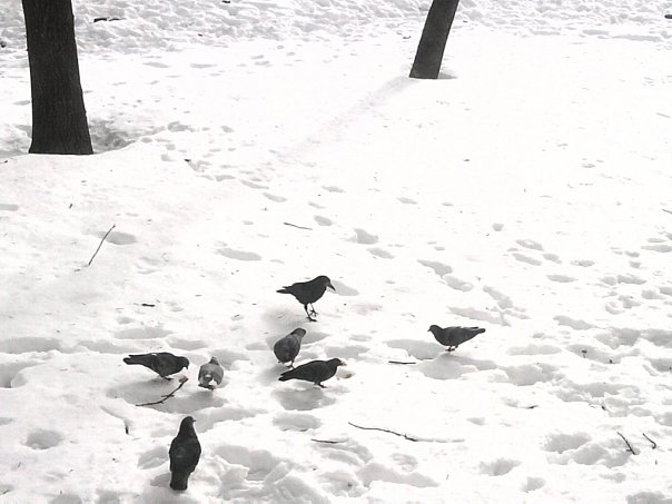 1 апреля — Международный день птиц