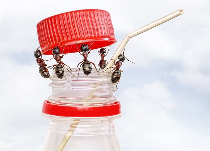 Уморительные муравьи — Интересное обо всем: поздравления