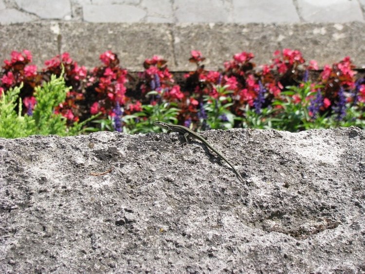 Незабываемая экскурсия по Словении: Постойная Яма и Предъямский замок