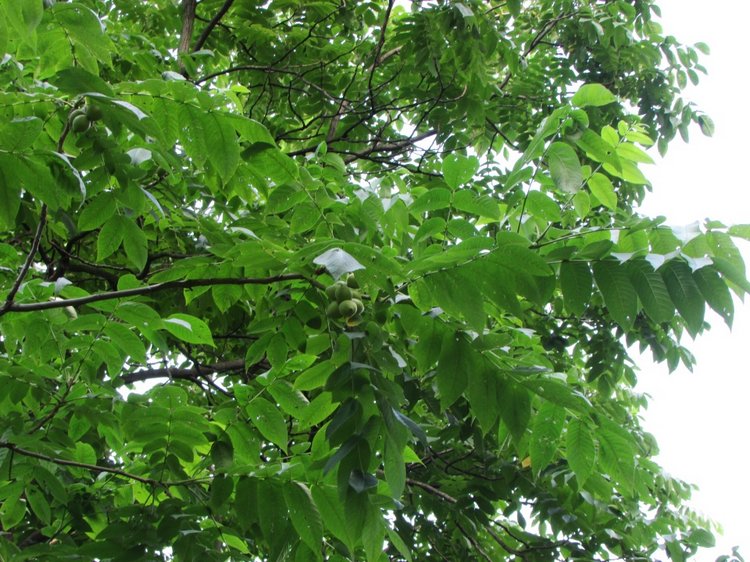 Веселое путешествие по Парку Измайлово - 2 (фото 9)