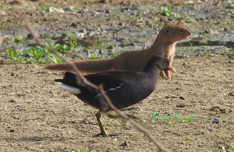 Любителям природы - профессиональные фотографии (выпуск 4)