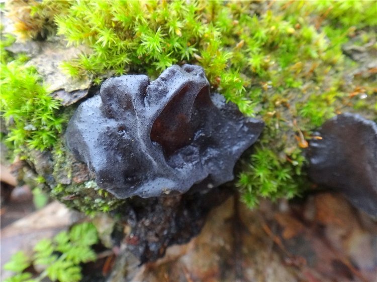 23 февраля - расцвели синие подснежники