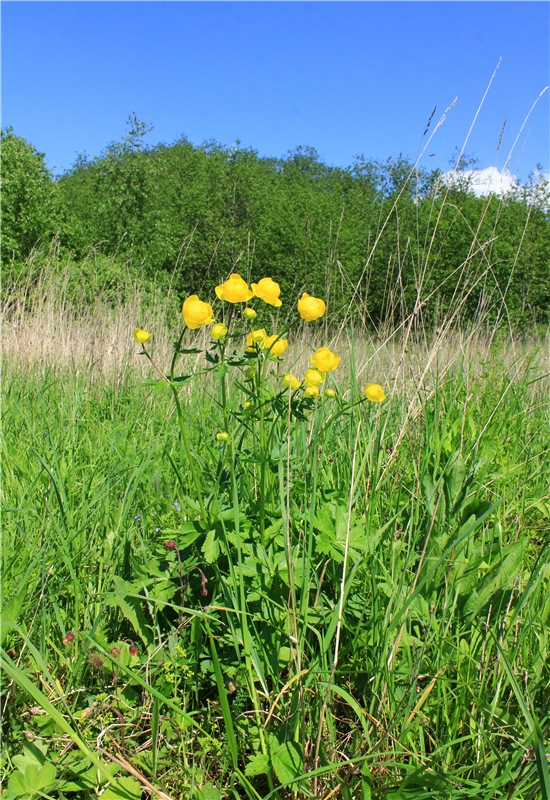 Эля в Иванишах. Twinkles Ella Chocolate