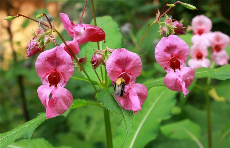 Июльское путешествие в Старицу, продолжение