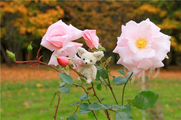 Золотая Осень в Берново с Имани. Mini Imani от Kaye Wiggs