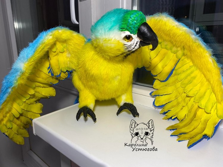 Попугай Ара. Желто-голубой