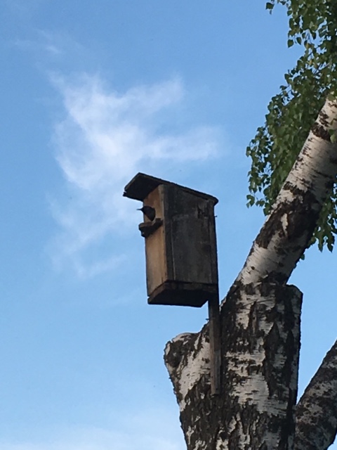 Поездка на дачу с Mui-chan, Migliorati и Sonny angel (фото 8)