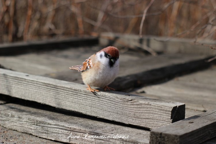 Воробушки — Валяные игрушки из шерсти: сухое валяние