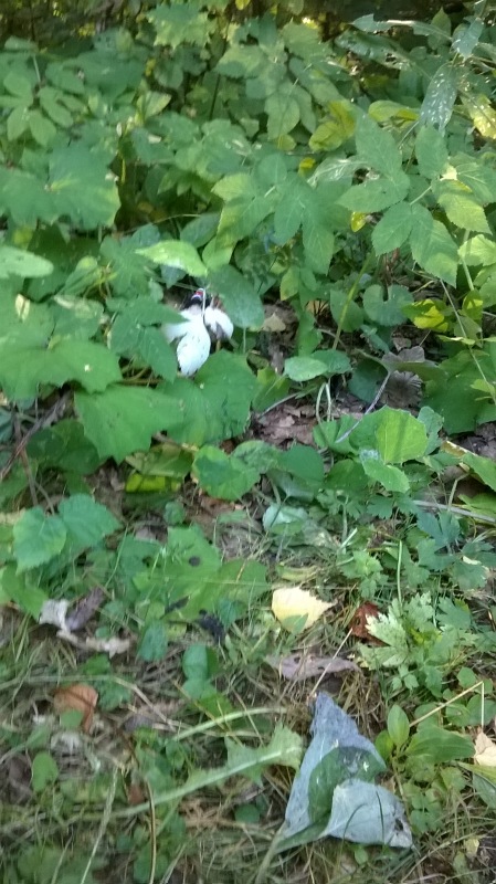 Девчонка по имени Женька-подарок форумчанки Анечки