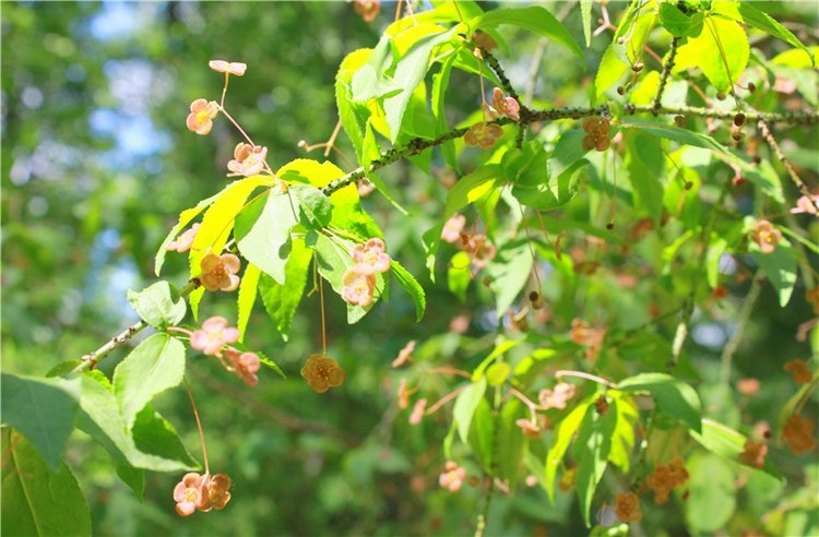 Я к Вам лечу воспоминаньем...Пушкинский праздник поэзии в Берново, 2019 год