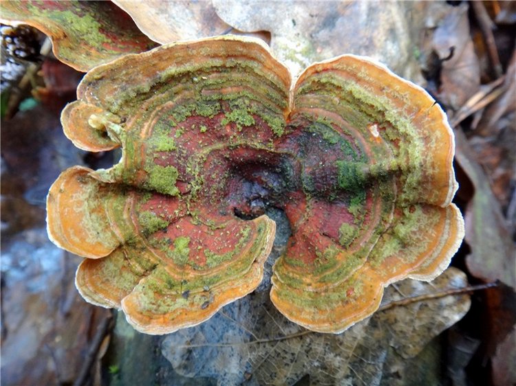 23 февраля - расцвели синие подснежники