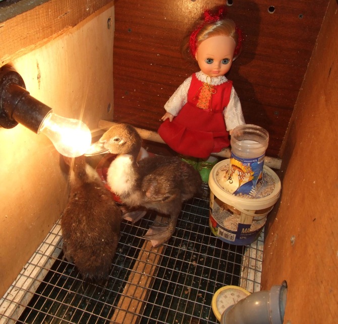 Цып-цып-цып, мои цыплятки, цып-цып-цып, мои утятки (фото 8)