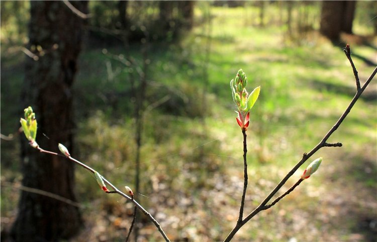 Долгая дорога к Волге. Custom Blythe Doll UFO Go Go Takara