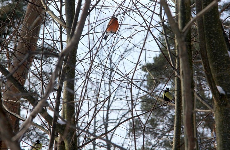 В поисках Синей птицы. Merle от Sissel Bjorstad Skille, Фирмы Götz