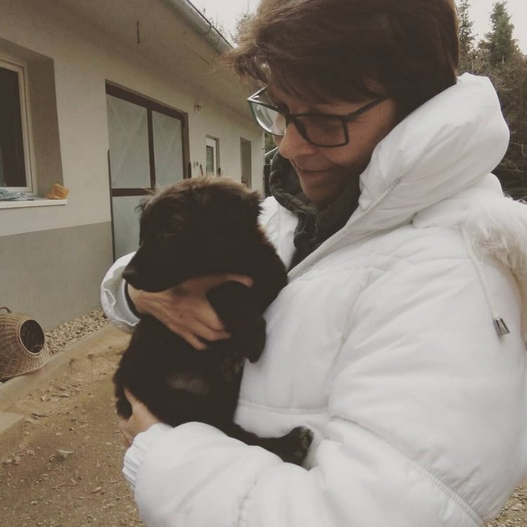 Почему в Чехии нет бродячих собак, а отстрел и усыпление запрещены законом (фото 2)