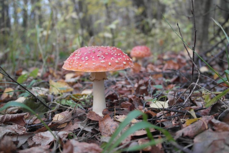 Мои куклы Kidz'n'Cats. Рогнеда (Алексис) 2011