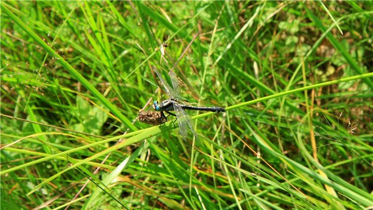 Девочка и Ёжик. Minifee Miyu FairlyLand | Бэйбики Девочка и Ёжик. Minifee Miyu FairlyLand