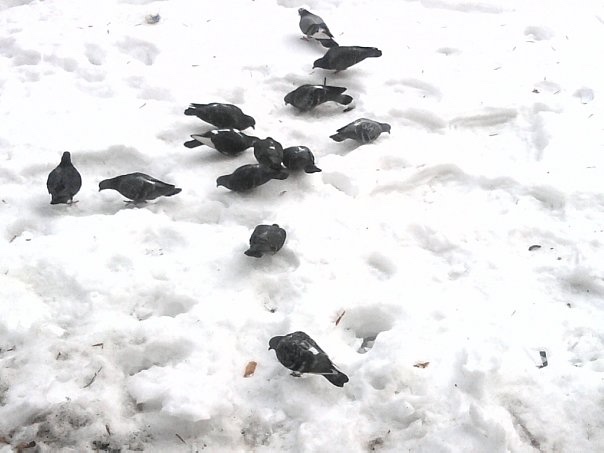 1 апреля — Международный день птиц