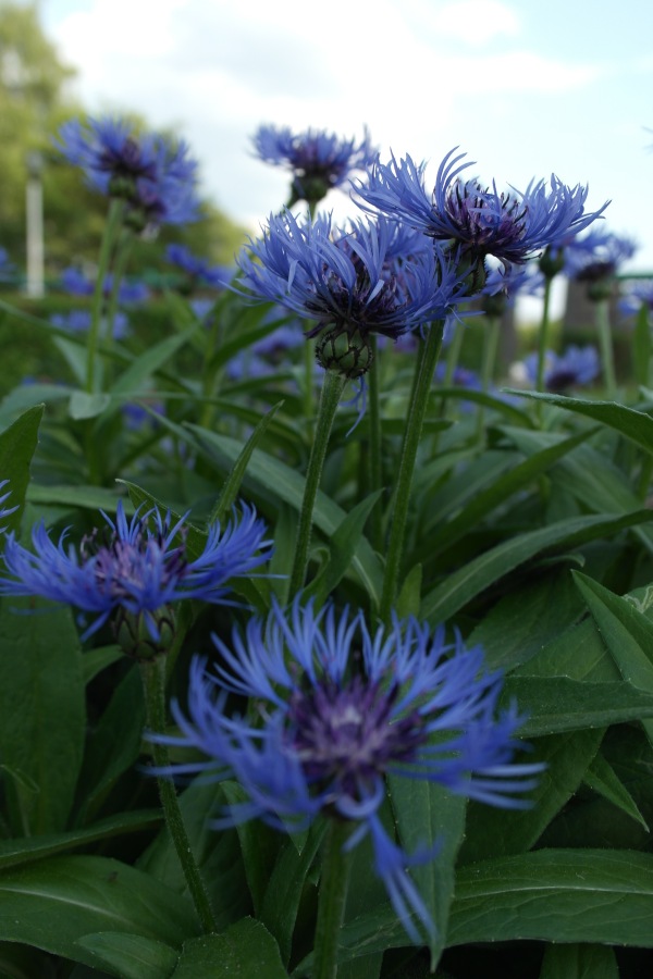 Есенинские тропинки. Часть 2