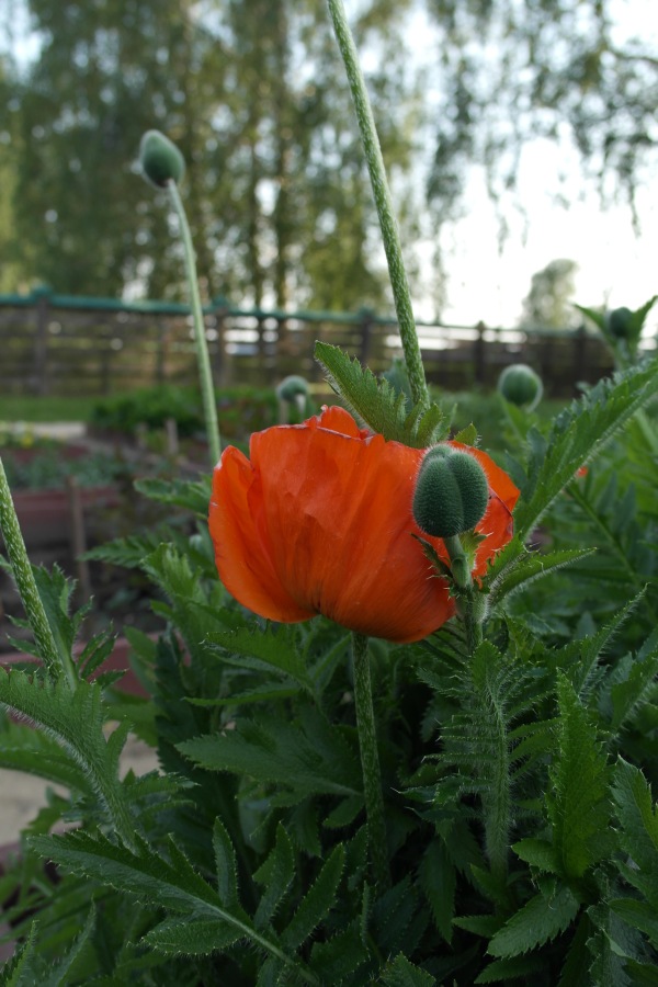 Есенинские тропинки. Часть 2