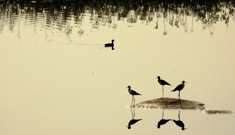 Любителям природы - профессиональные фотографии (выпуск 4) (фото 7)