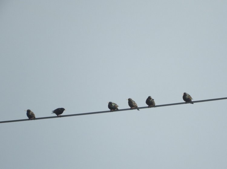 Сойки во дворе — Интересное и необычное: фотоподборки