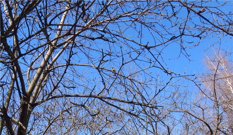 Просто Весна — Красивая природа и цветы: фото пейзажей (фото 10)