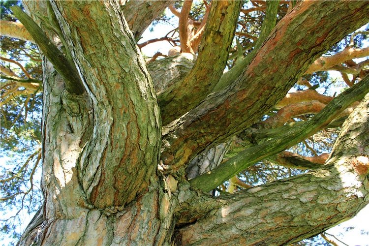 Иванишинская сосна — Культура (фото 8)