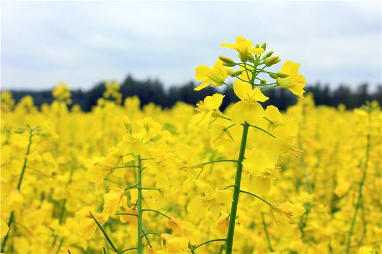 Солнечное поле. Twinkles Ella Chocolate