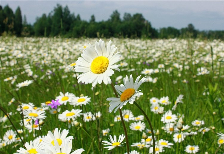 Ромашковый Июнь — Куклы Meadow dolls (Медовушки): BJD (БЖД)