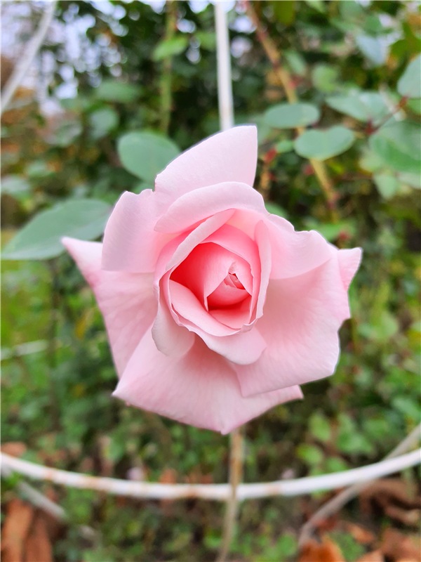 Золотая Осень в Берново с Имани. Mini Imani от Kaye Wiggs