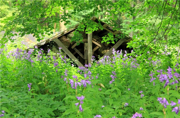 Путешествие Виолы в Усадьбу Знаменское-Раёк