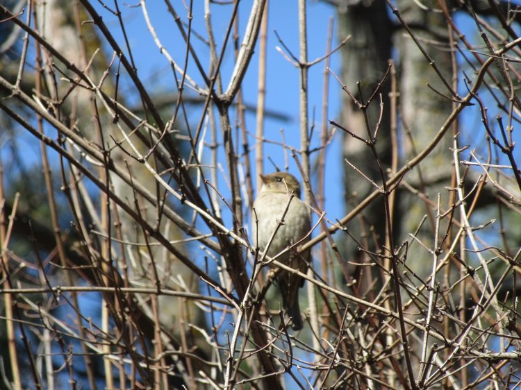 Пробуждение весны — Куклы Takara Tomy (Такара): Licca (Ликка) (фото 9)