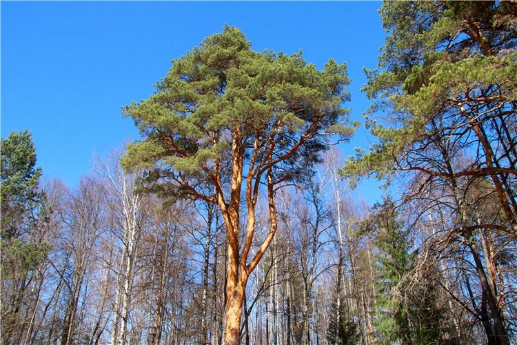 Апрельский день в Василёво (фото 9)