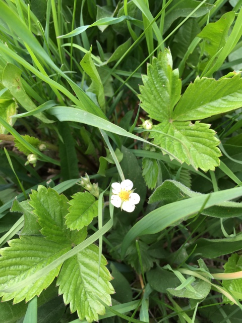 Поездка на дачу с Mui-chan, Migliorati и Sonny angel