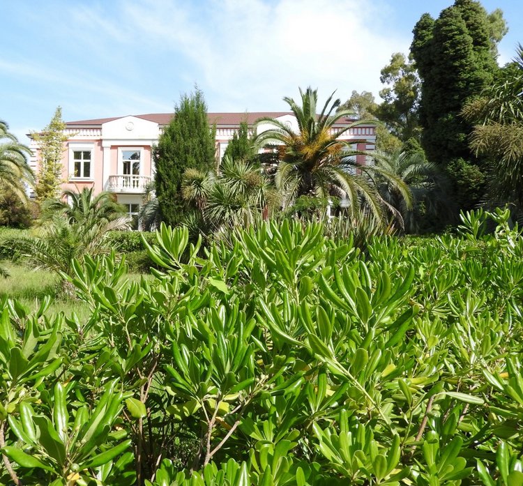 Краснодарский Край, Сочи-Адлер, Санаторий «Южное Взморье» (фото 5)