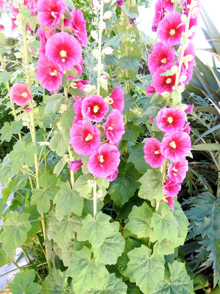 Краснодарский Край, Сочи-Адлер, Санаторий «Южное Взморье»