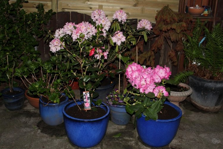 Вечерний сад. Розочка в пижамке