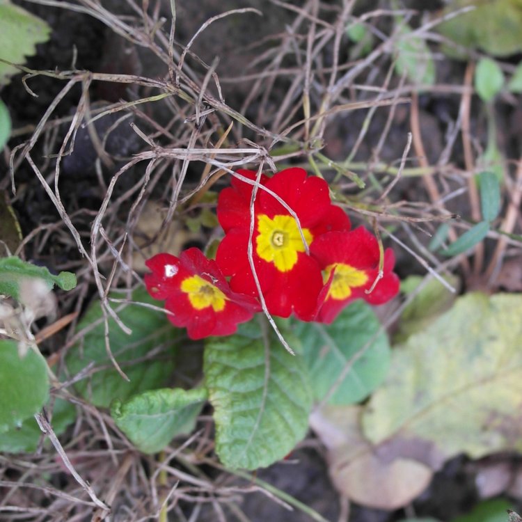 Мои куклы Kidz'n'Cats. Рогнеда (Алексис) 2011 (фото 7)