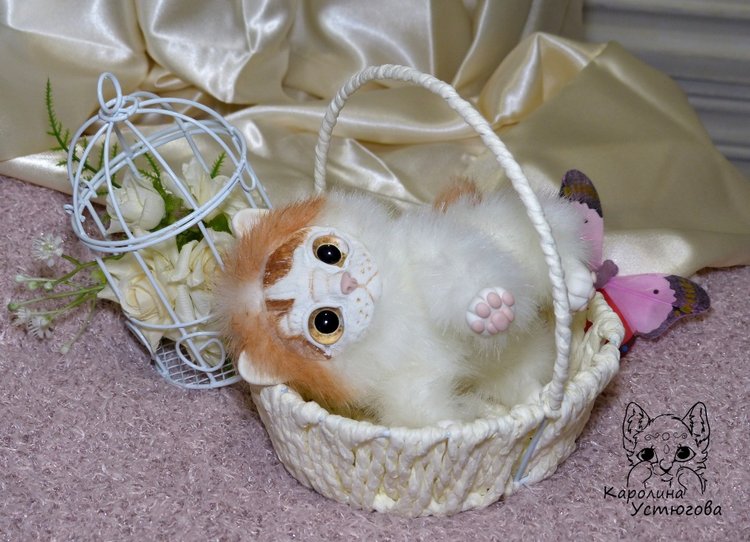 Обыкновенный котенок и его день