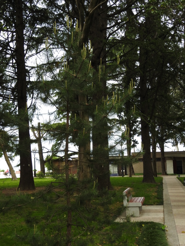 Сочи-Адлер: Южное Взморье - виртуальное путешествие по территории санатория