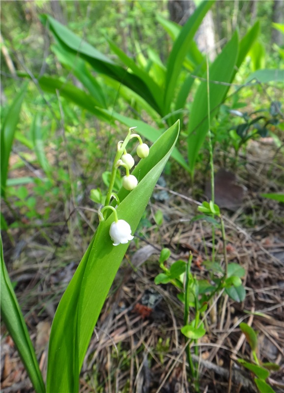 Ландышевая Сказка — Куклы Heidi Plusczok (Хайди/Хейди Плюсчок) — фото
