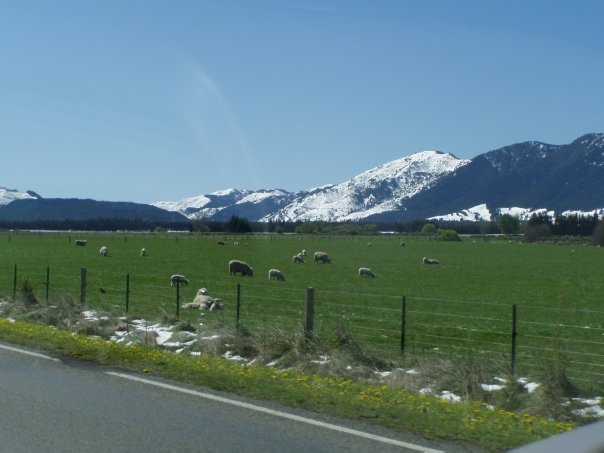 Увлекательное путешествие по Новой Зеландии (фото 7)