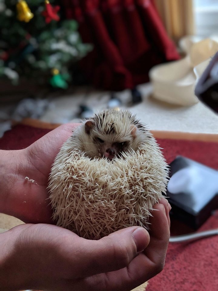 Любительские фотографии Ежей (выпуск 1) | Бэйбики Любительские фотографии Ежей (выпуск 1)