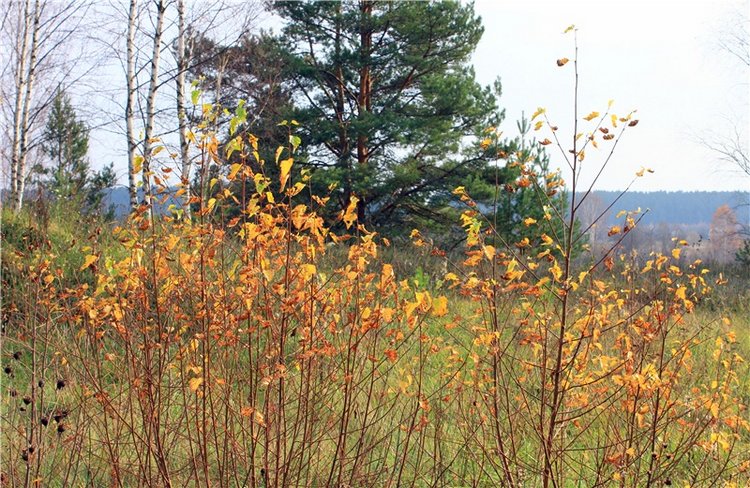 Гришутка — Винтажные куклы ГДР (Немки): Бигги