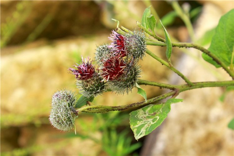 Тайны Древней Старицы — Культура