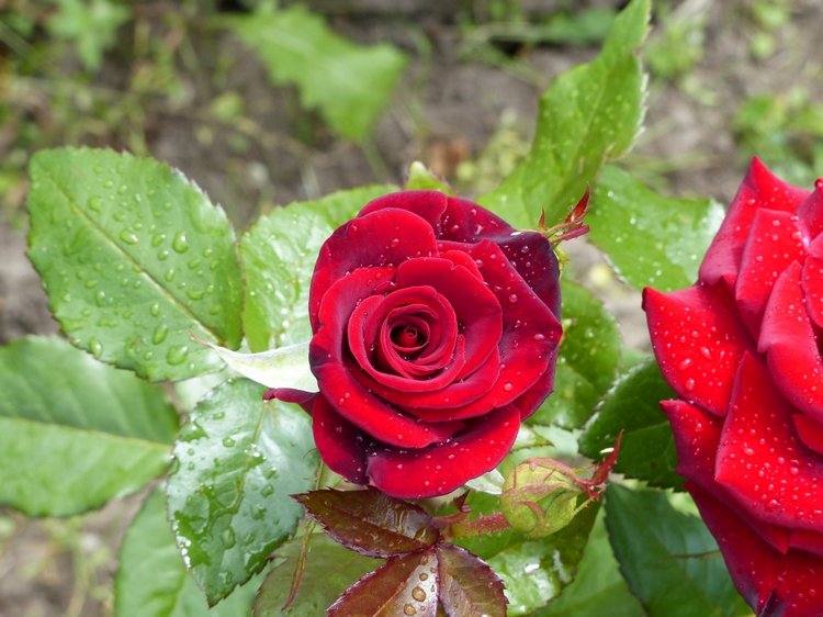 Последние денечки лета.... Совенок Желточек, дача и другие дачные жители